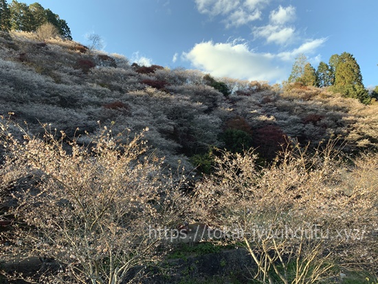 小原川見の四季桜撮影スポット