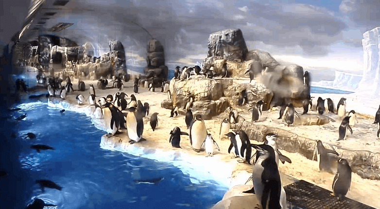 名古屋港水族館ペンギン水槽のライブ配信